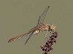 Sympetrum meridionale female-220012